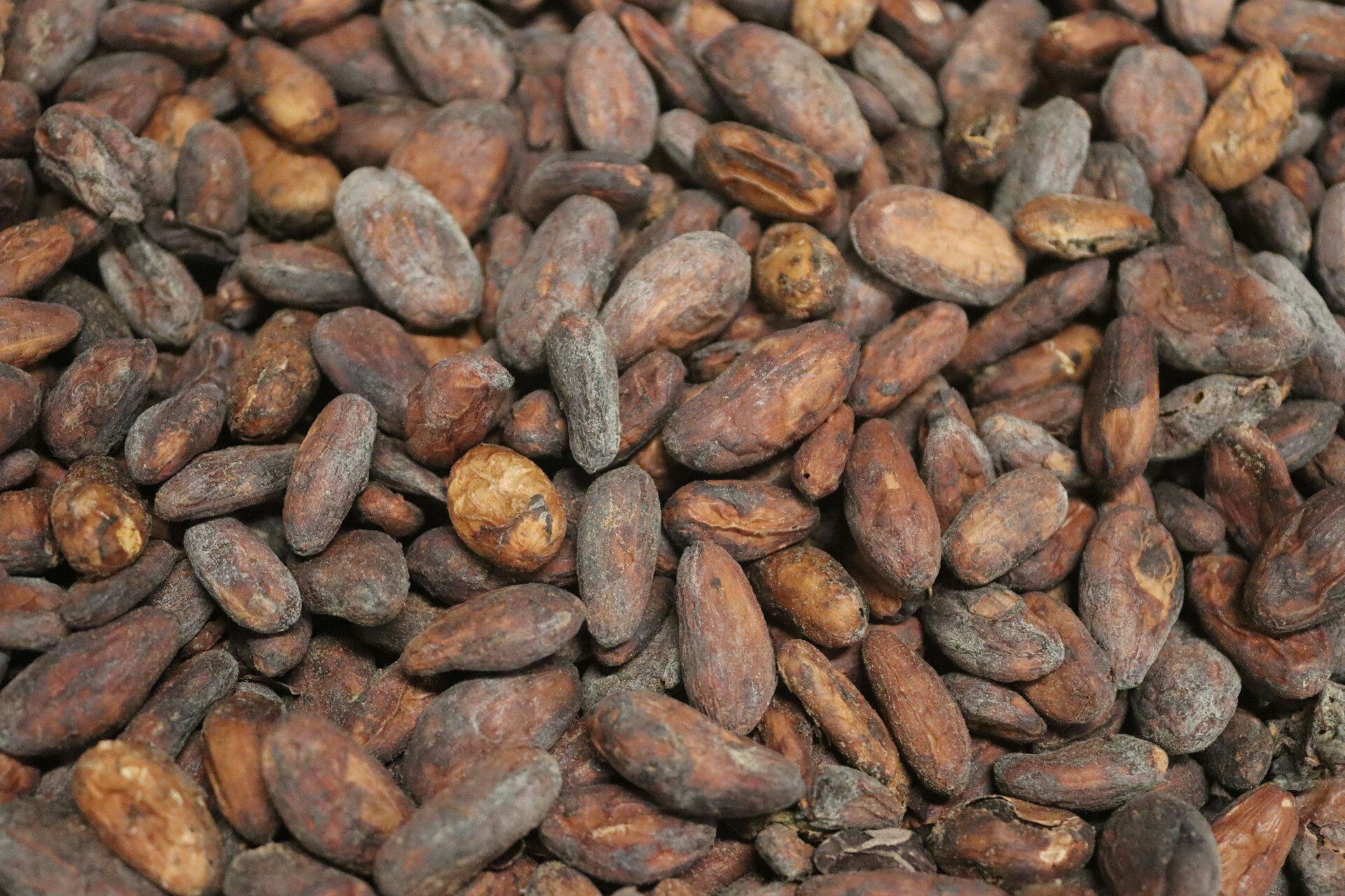 Недостигът на какао ускорява търсенето на устойчива алтернатива