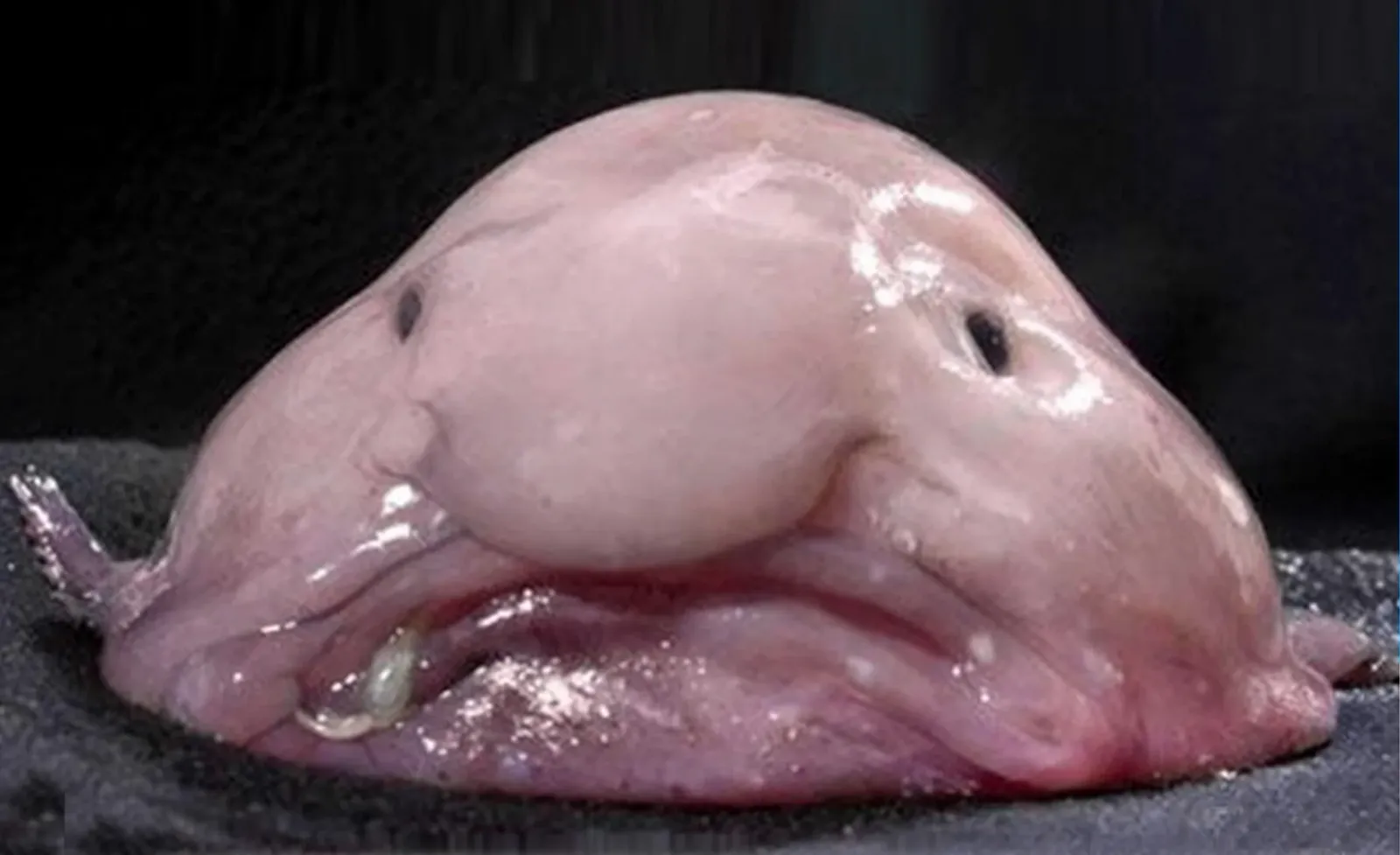 Blobfish печели конкурса „Риба на годината“ в Нова Зеландия, снимка 1