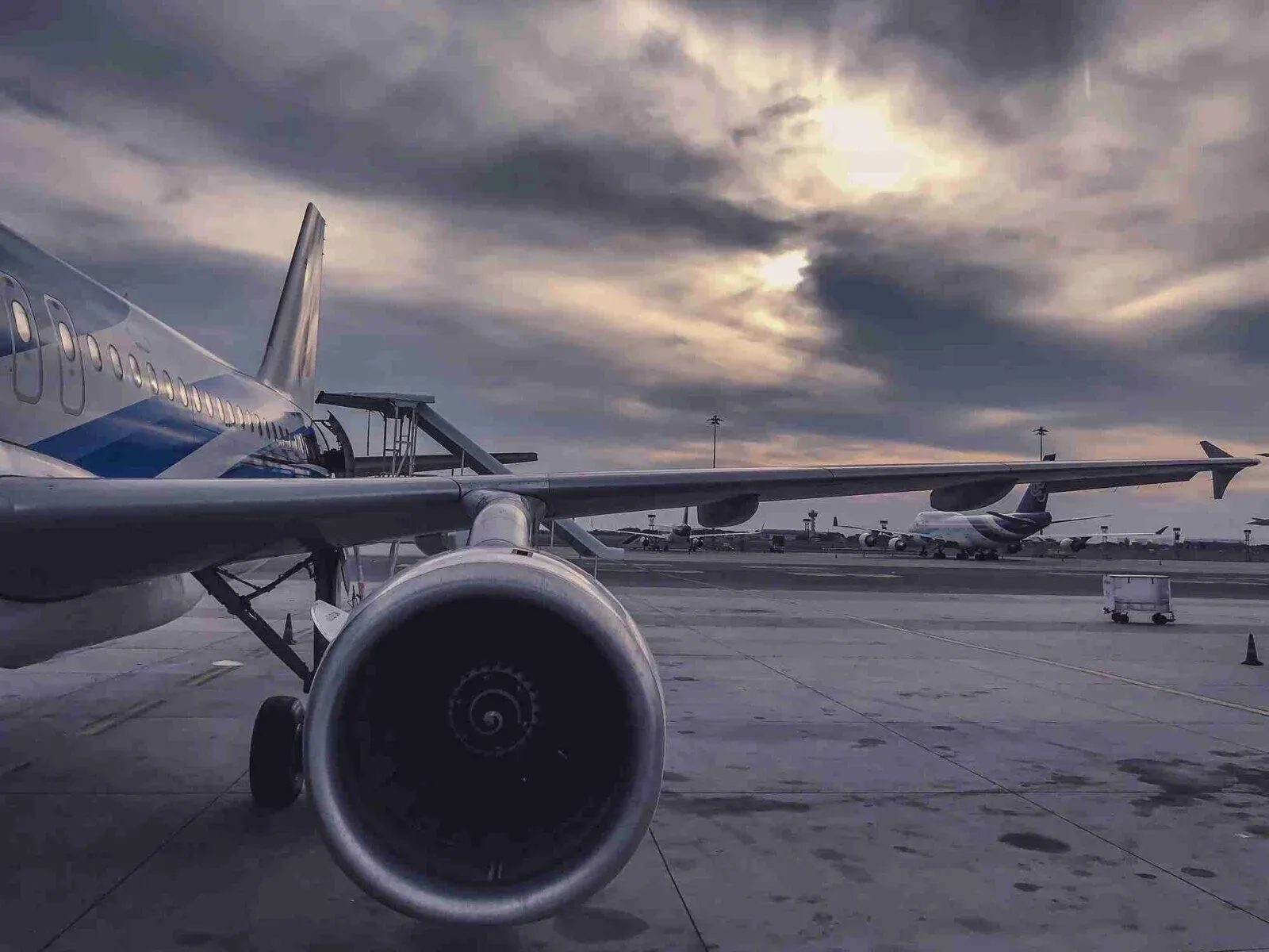 BARK Air: Революция в пътуването с кучета – Полет в първа класа, снимка 1