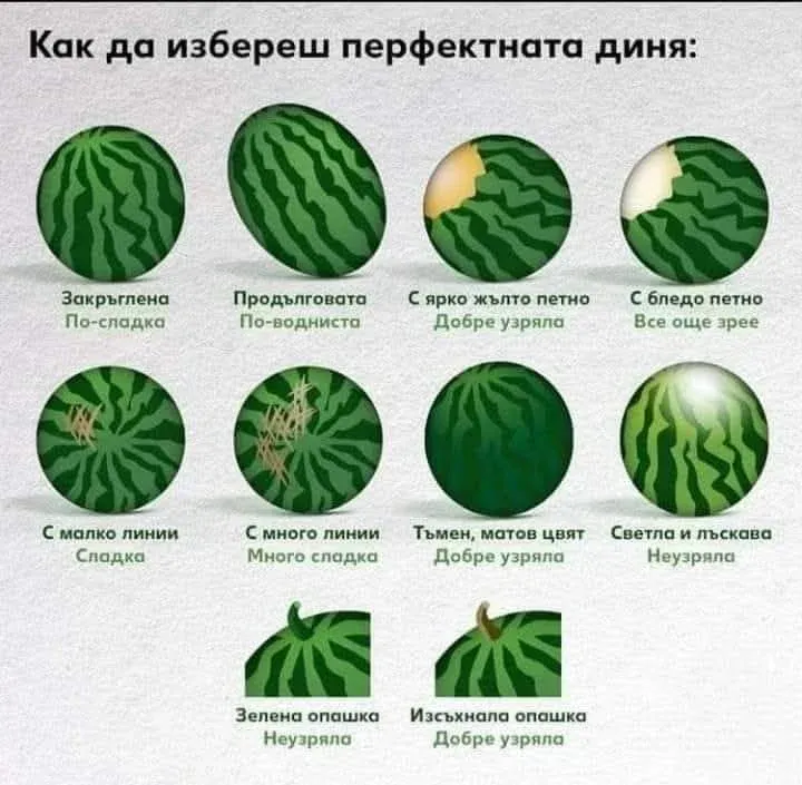Как да изберем най-сладката диня: изпитани трикове за летния плод, снимка 1